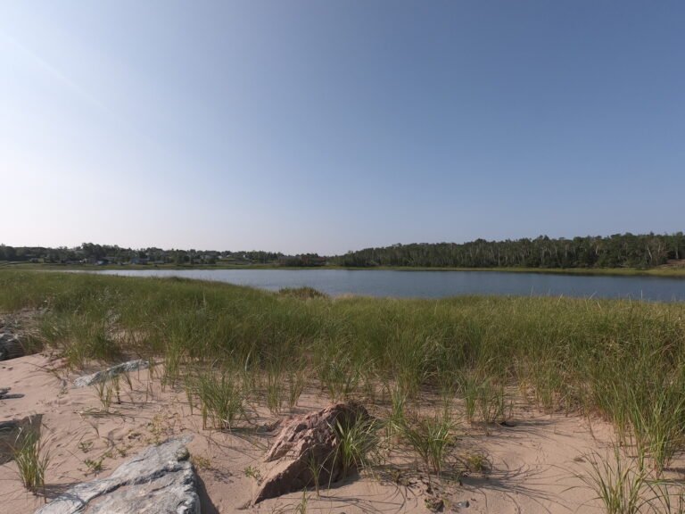 Lighthouse Beach Grass